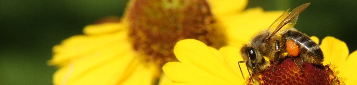 Blog