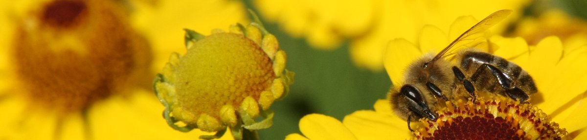 Bienen